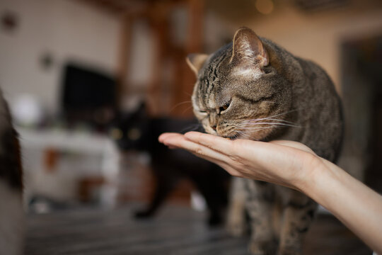 Young woman feeds her lovely cat from hands. Charming family pets and people's tendance them.