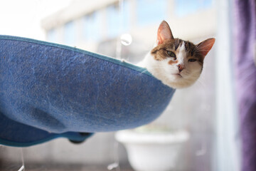 cute cat laying in wall glass mounted bed.