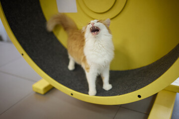 Smoky cat running on exercise wheel. training apparatus.