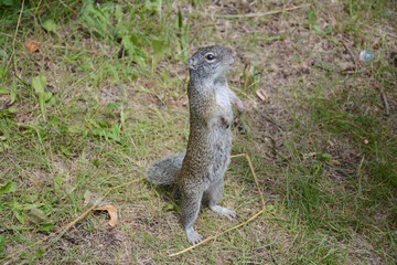 Summer View Of Franklin's Ground Squirrel 
Standing On Weedy Ground