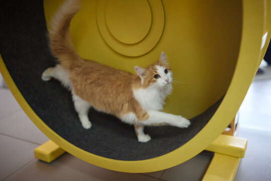 Smoky cat running on exercise wheel. training apparatus.