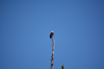 Seward Park outer trail walk eagle