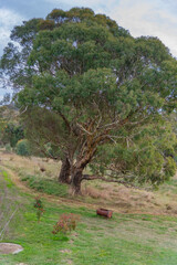 Fototapeta premium Rural scenery