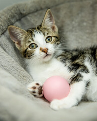 Fototapeta na wymiar cute adorable little kitten playing with a ball, in home or studio photo