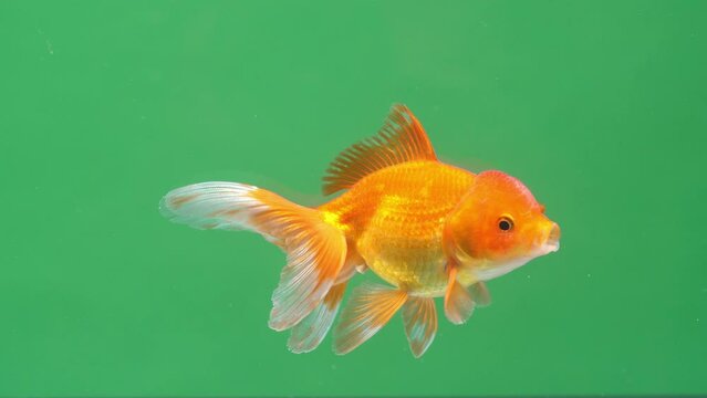 Gold Fish On Green Screen Background
