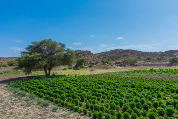 Fototapeta na wymiar farm field located at Taif