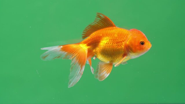 Gold Fish On Green Screen Background
