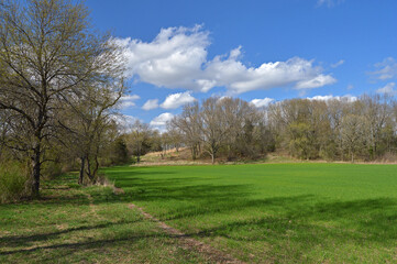 Fototapeta na wymiar Landscape with green winter wheat field on sunny spring day