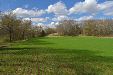 Landscape with green winter wheat field on sunny spring day