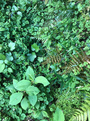 Green grasses in a field 2