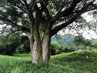 Fototapeta premium old tree in the field