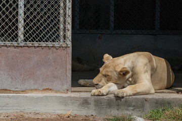The lion (Panthera leo) is one of the five representatives of the genus Panthera, belonging to the...