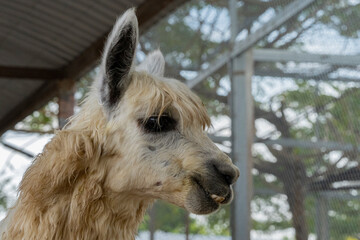 The alpaca is a domesticated calloused animal believed to be descended from the vicuña. Bred in...