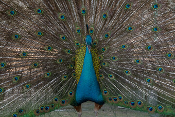 Obraz premium The Indian peacock (Pavo cristatus) is the most numerous species of peacock. This is a monotypic species, that is, it is not divided into subspecies, but has a number of color variations.