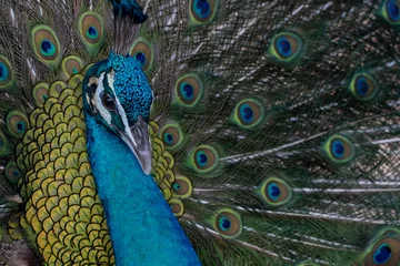  The Indian peacock (Pavo cristatus) is the most numerous species of peacock. This is a monotypic species, that is, it is not divided into subspecies, but has a number of color variations. © ELENA MASTEROVA