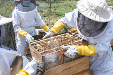 Beekeepers organizing honeycombs and honey bee hives