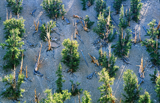 Bristlecone Pine Trees In Inyo National Forest Park Near Big Pine, California, USA. One Of The Longest Living Organisms On Earth