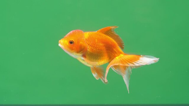 Gold Fish On Green Screen Background
