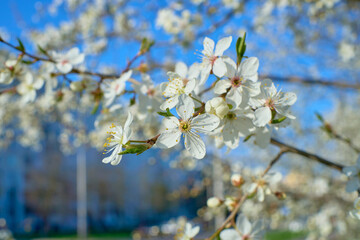 Fototapeta premium A large branch with white plum flowers in full bloom in the garden on a sunny spring day in the city against the sky, beautiful Japanese trees bloom on a floral background, sakura. Selective focus