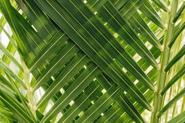 Two overlapping intertwined green palm leaves for a natural, textured, tropical background.