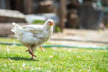 Hen feed on traditional rural barnyard. Close up of chicken standing on barn yard with green grass. Free range poultry farming concept.
