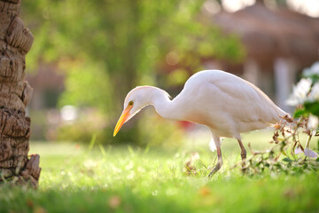 White cattle egret wild bird, also known as Bubulcus ibis walking on green lawn in summer