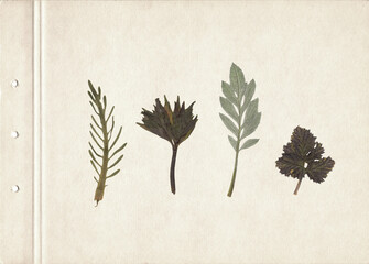 Scan of set of various green leaves. Vintage deciduous herbarium background on a sheet of old...
