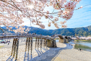 桜と錦帯橋　山口県岩国市　Sakura and Kintaikyo Bridge. Yamaguchi-ken Iwakuni city.