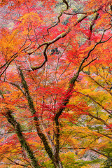 色とりどりに咲き誇る美しい紅葉