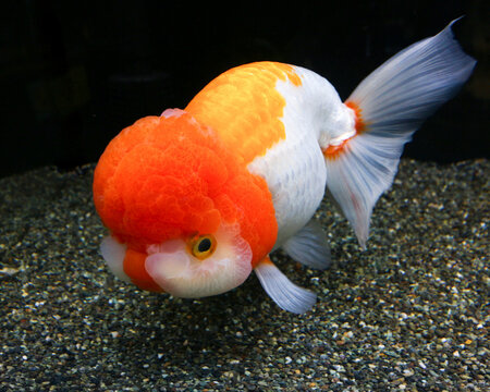 360_F_502301637_J8HcowWN0gdQn7