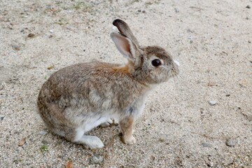 広島県竹原市大久野島のアナウサギ