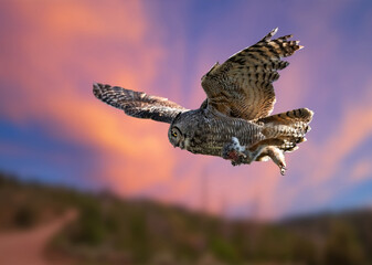 great horned owl with a rodent