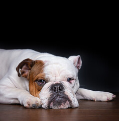 bulldog on an isolated background in a studio