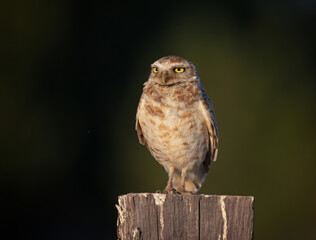 burrowing owl out in nature