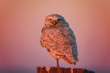 burrowing owl out in nature
