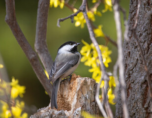 Fototapeta premium black capped chickadee in a natural setting
