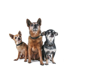 studio shot of a cute chihuahua on an isolated background