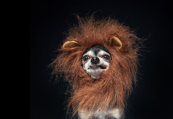 cute chihuahua in a lion mane costume isolated in a studio setting background - 502302067