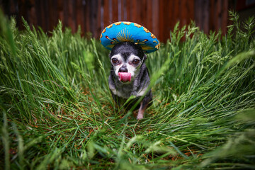 cute chihuahua in tall grass wearing a blue sombrero licking his face
