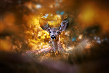 mule deer out in nature