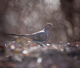 mourning dove out in a natural setting