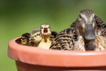 newborn ducklings in a planter made into a nest - obrazy, fototapety, plakaty