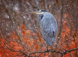 Great blue heron out in nature