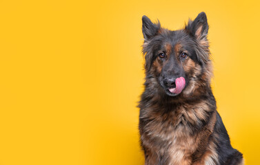 studio shot of a cute dog on an isolated background - 502302208