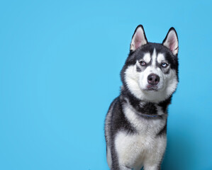 Naklejka na ściany i meble studio shot of a cute dog on an isolated background