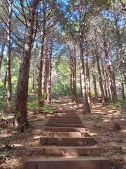 wooden Stairway in Jeju Island