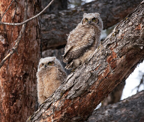 great horned owl out in nature
