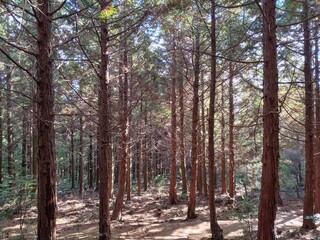 Forest in Jeju Island in Winter