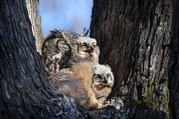 great horned owl nest with an owlet in it
