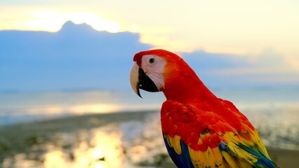 Selective focus red and blue macow parrot birds on the beach with sunset background.